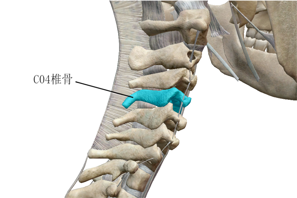 第四颈椎位置图片