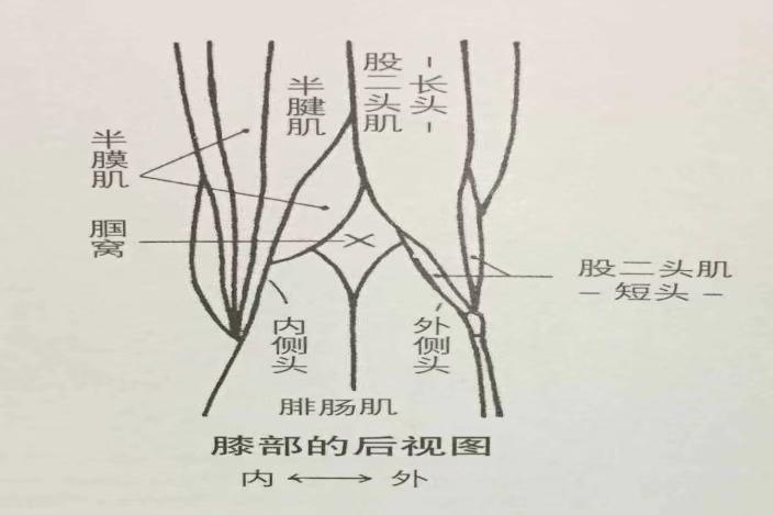 半腱肌和半膜肌位置图