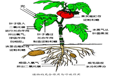 有氧呼吸作用图