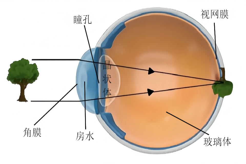 眼睛成像原理图