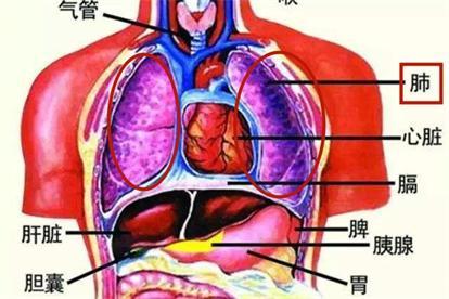 肺的位置图片