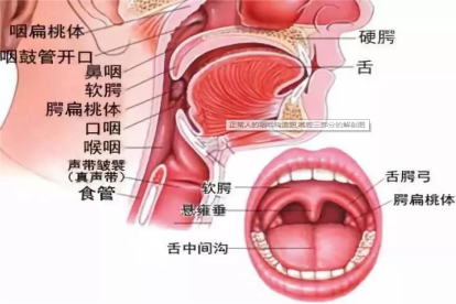 咽喉的构造图片