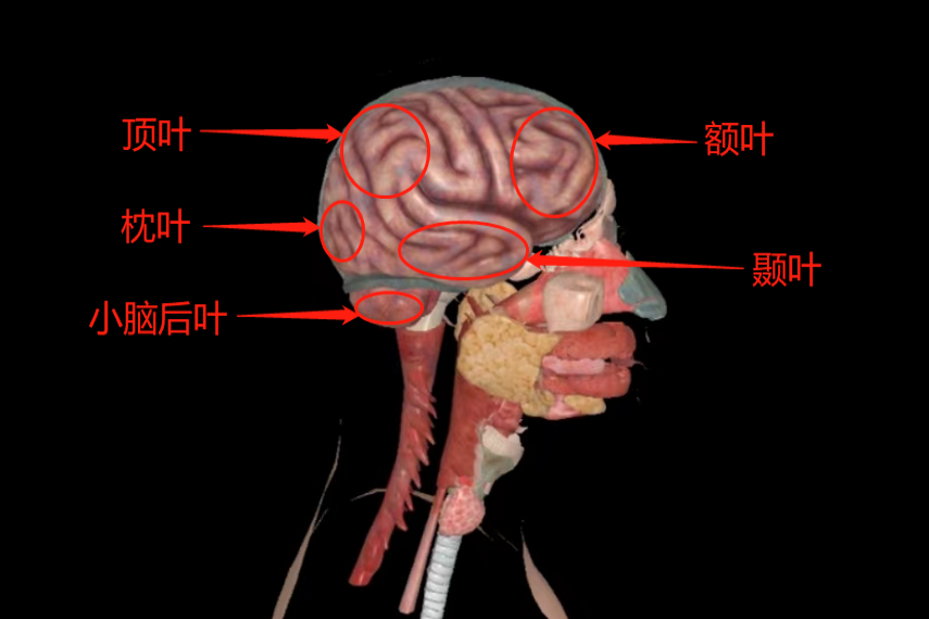 大脑半球解剖图图片