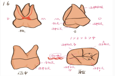 上颌第一磨牙颌面手绘图