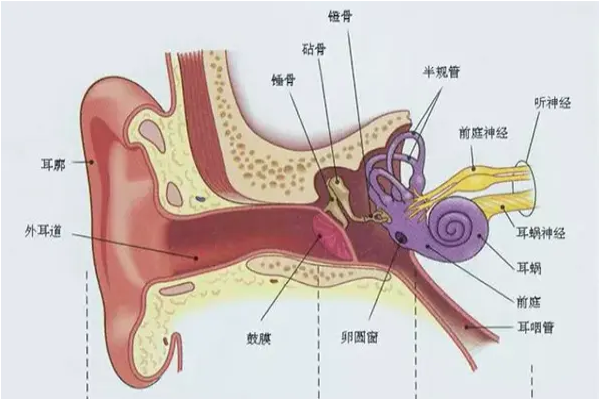 耳朵的解剖结构图