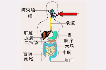人体消化系统的结构图