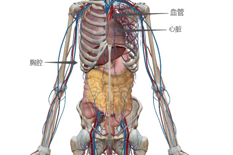 人的胸腔图片