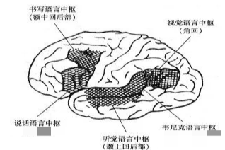 大脑语言四个功能区图