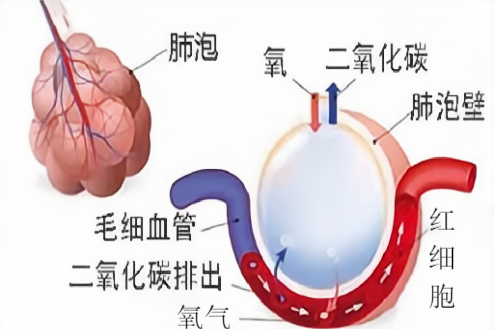 肺的气体交换过程图片