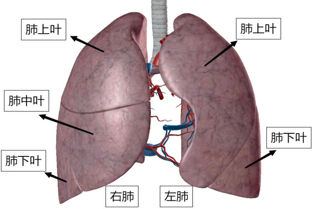 两叶。除了斜裂，右肺还有一个短的水平裂，将右肺分为上、中、下三叶。肺的分叶图肺的分段图结构：1、肺叶
