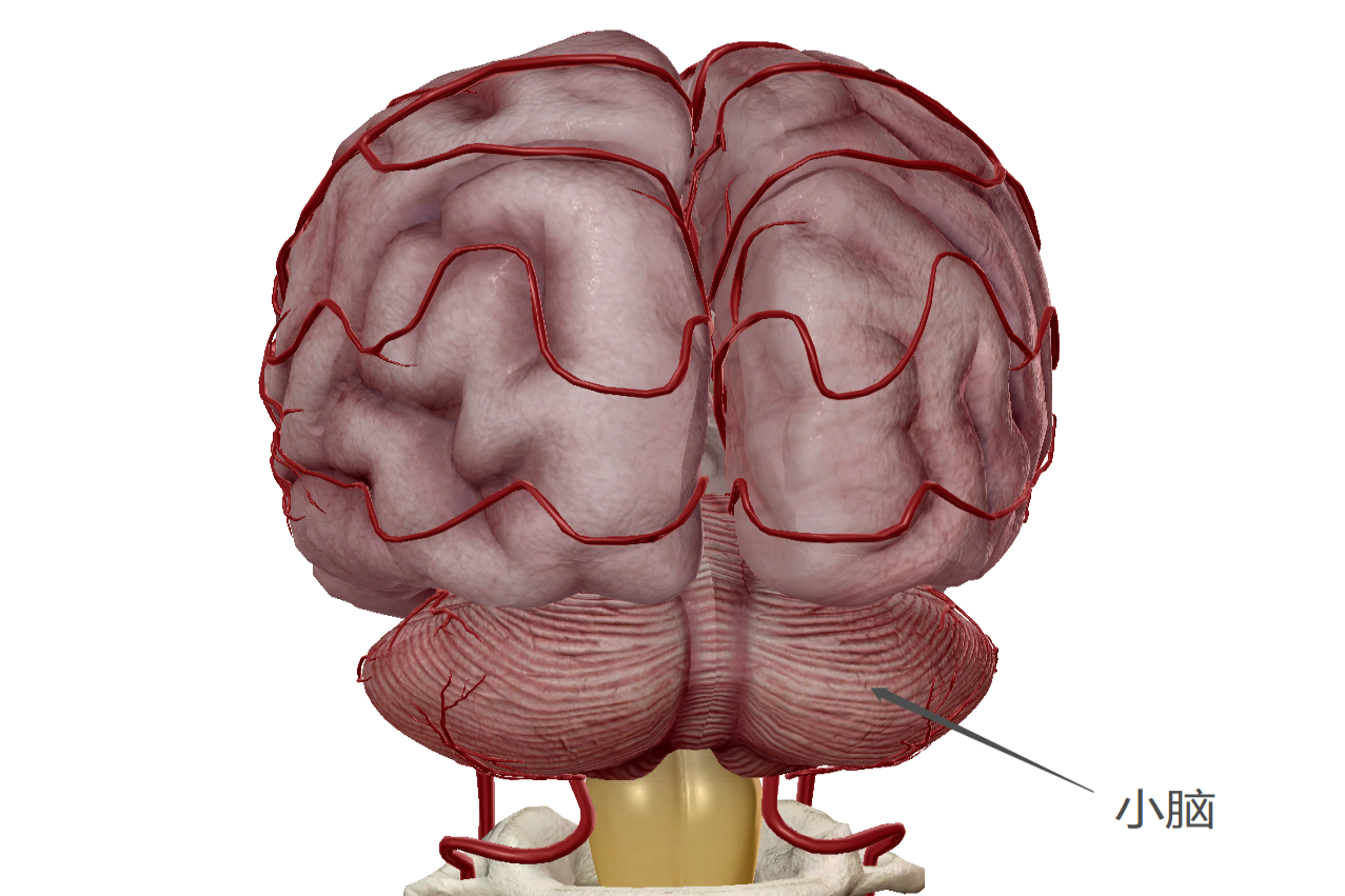 小脑图片