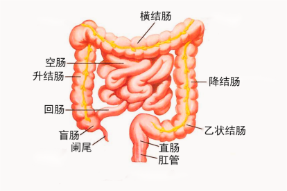 大肠的结构图片