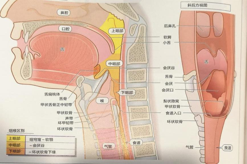 口腔咽喉结构图