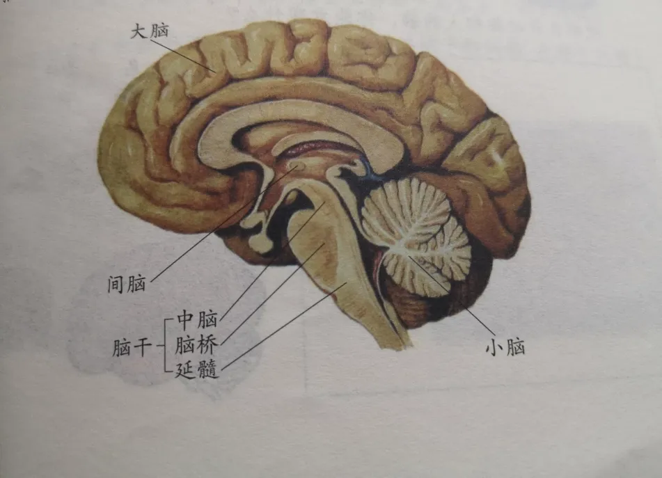 脑的组成部分图片