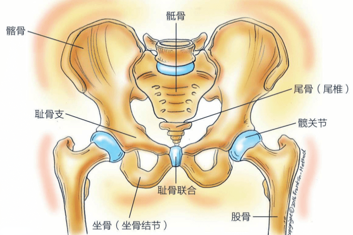 髂前上棘位置解剖图