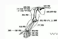 小臂骨头图解