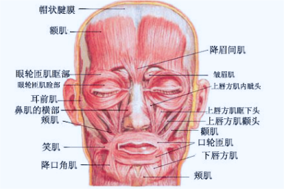 面部肌肉解剖图