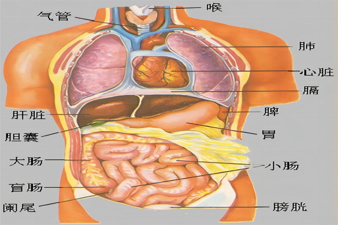 人类内脏分布图
