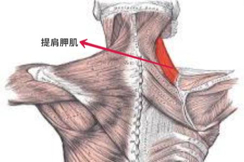 提肩胛肌图