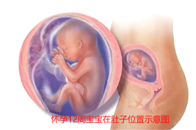 怀孕12周宝宝在肚子位置示意图