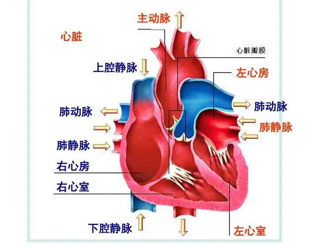 心脏的解剖形态图片