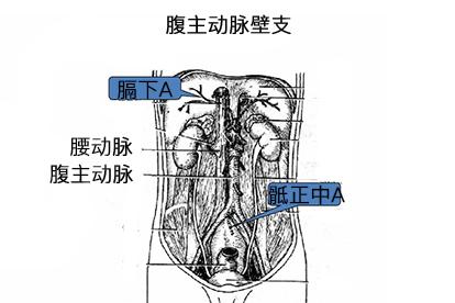 腹主动脉壁支图片