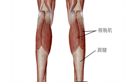 小腿肌肉后面图片