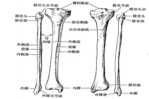 胫骨解剖图片