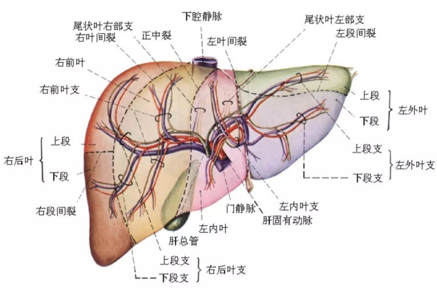 肝脏血管图片