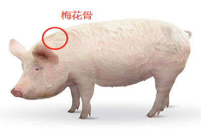 梅花骨图片