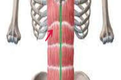 腹直肌鞘解剖的图片