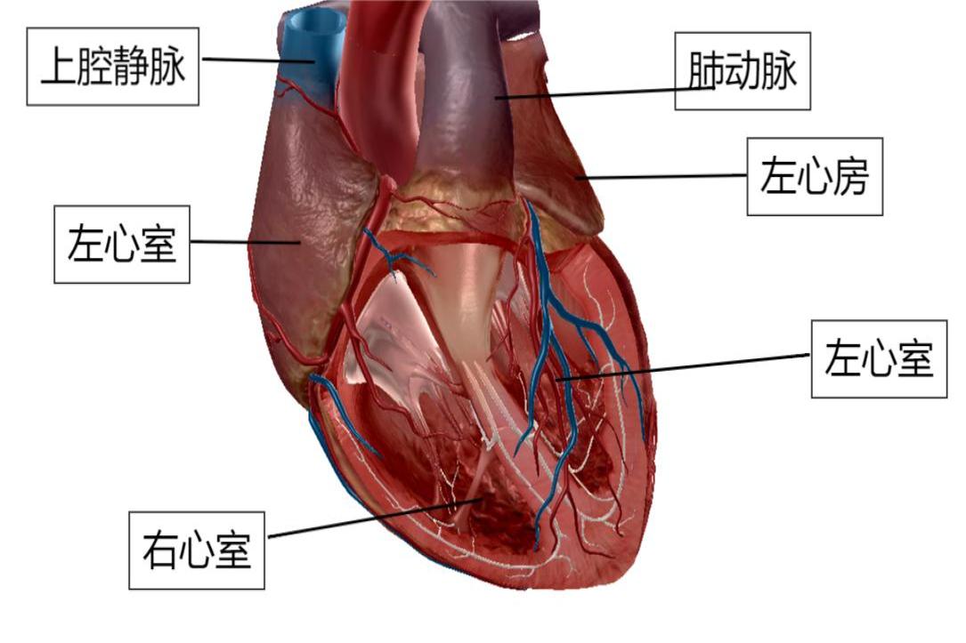 心脏剖面图