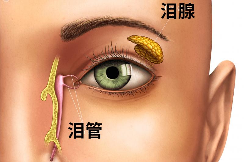 鼻泪管位置图片