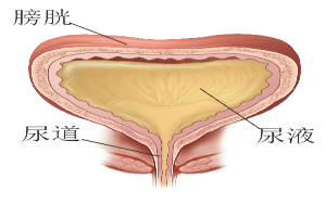 膀胱位置图
