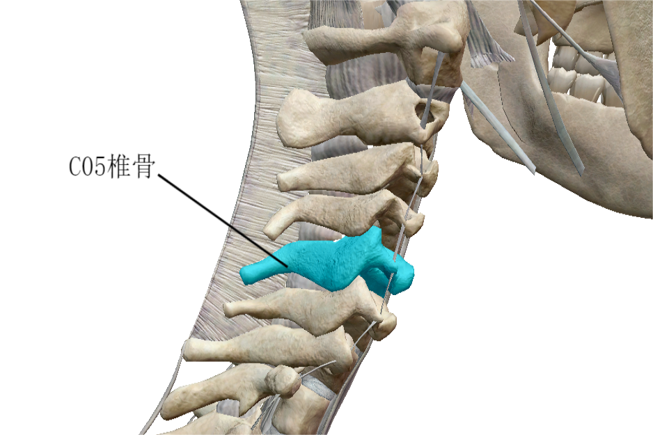 第五颈椎位置图片