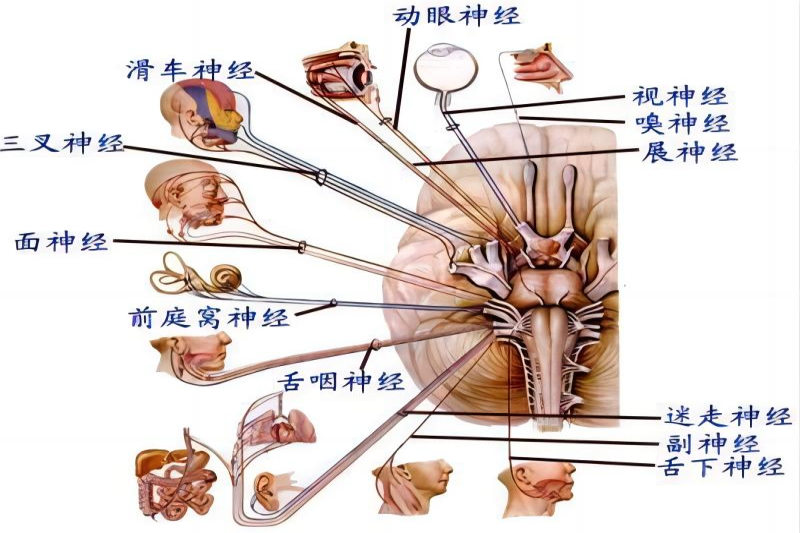 神经系统解剖图