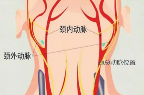 脖子上的大动脉位置图片