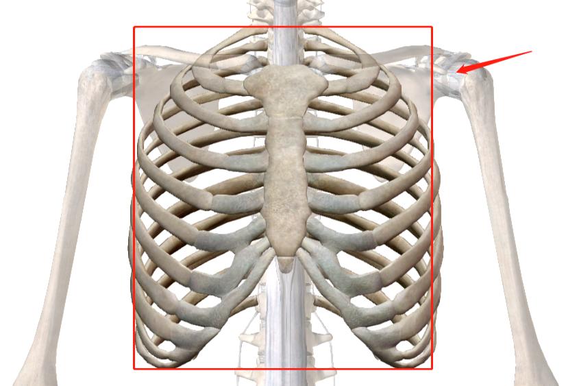 肋骨结构图片