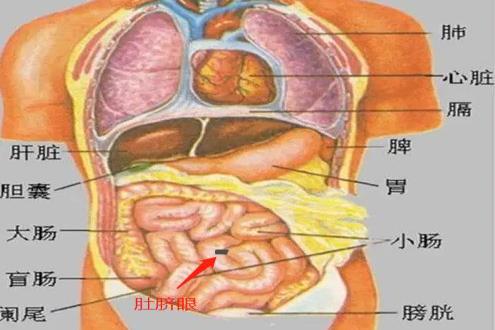 肚脐眼上方器官图片