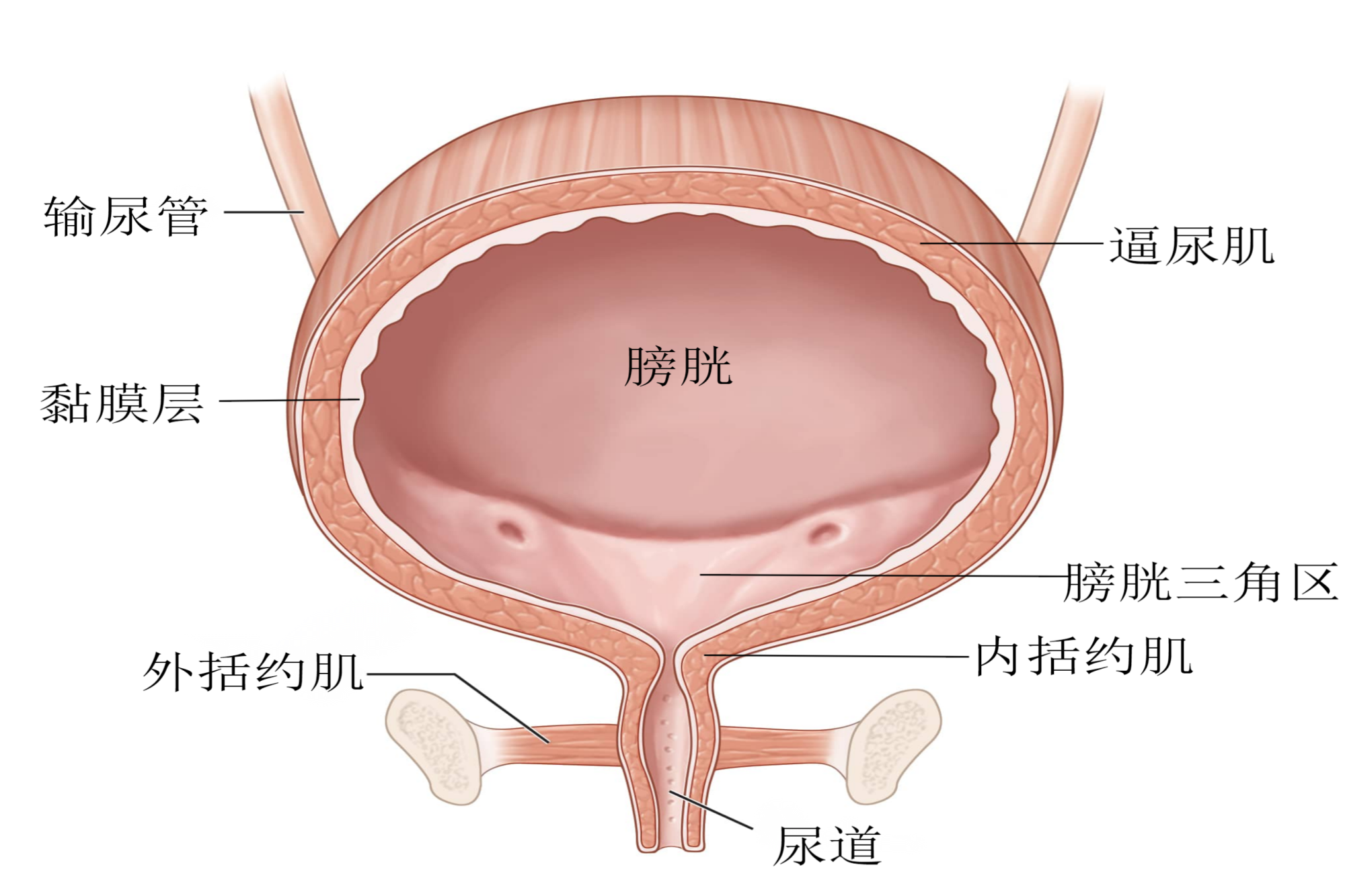 膀胱结构图