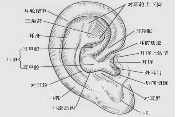 耳廓的构造图