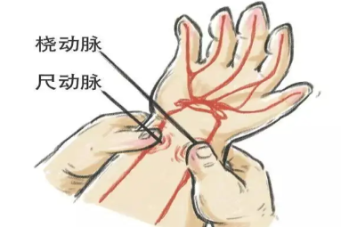 手腕上的动脉位置图解