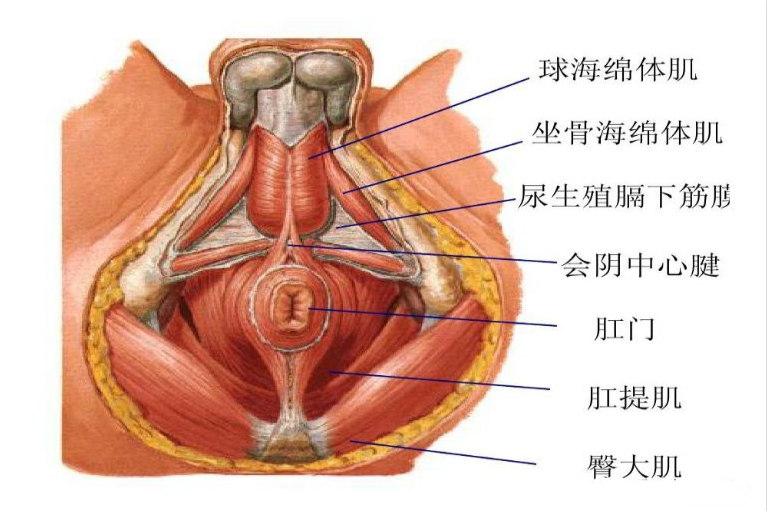前庭球在位置图片