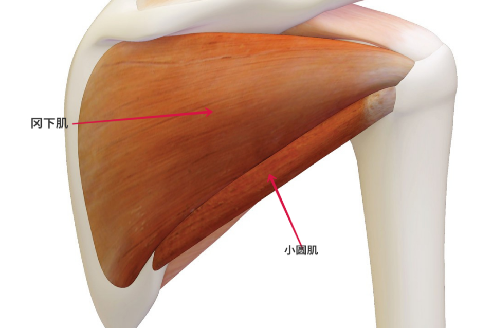 8、肩胛下肌肉