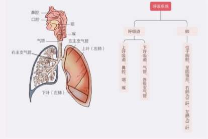 人体呼吸系统的结构图