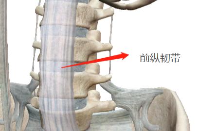 前纵韧带图片