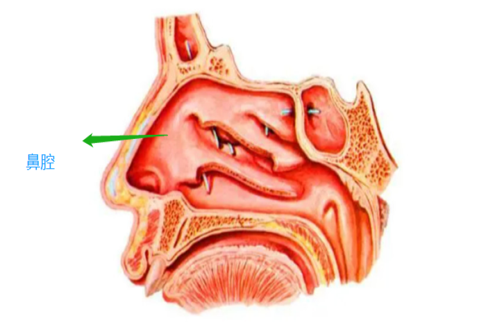 鼻腔的图片