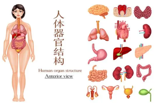女性身体器官部位图