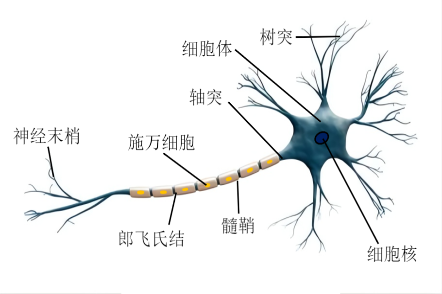 神经元结构图片