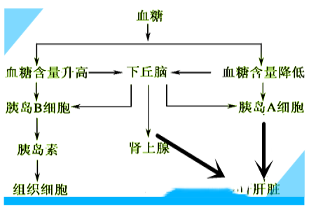 血糖调节方式示意图